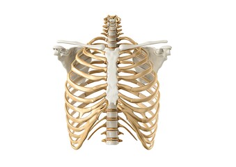 The rib cage, medical illustration on a white background, sits above and to either side of your heart. The collarbone or clavicle bone forms two straight lines across each other, .