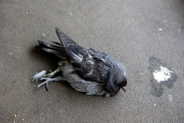 瀕死の鳩