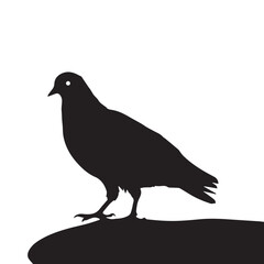 Dove Icon on Black and White Vector Backgrounds