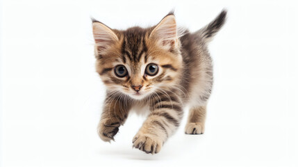 indoors, no people, pets, photography, color image, kitten, animal, beauty, cute, domestic cat, white color, love - emotion, horizontal, colors