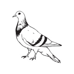 Dove Icon on Black and White Vector Backgrounds