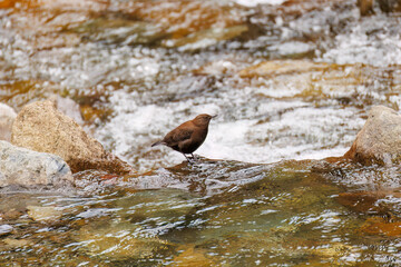 小川で餌を探す綺麗なカワガラス（カワガラス科）
水が得意なので滝の中にも飛び込む
英名学名：Brown Dipper (Cinclus pallasii)
新緑が美しい。
神奈川県清川村、早戸川林道-2025年
