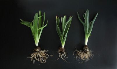 Trio of uprooted hyacinth flowers with bulbs and roots