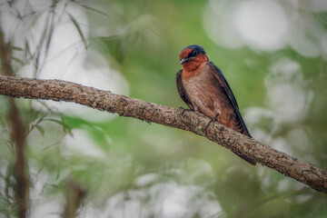 Pacific Swallow or Hill Swallow (Hirundo tahitica)