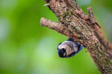 The blue nuthatch (Sitta azurea) is a species of bird
