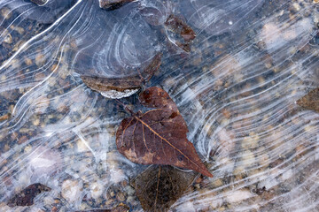 Leaves and small stones are trapped in frozen water