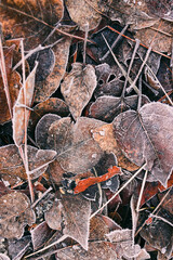 Dry frost-covered leaves on the ground during early morning in winter