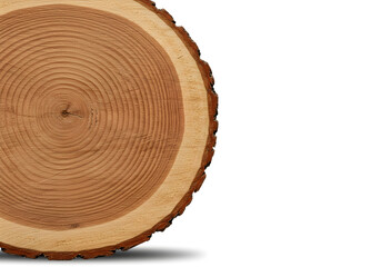 Brown Wood Tree Ring Section with Natural Texture on White