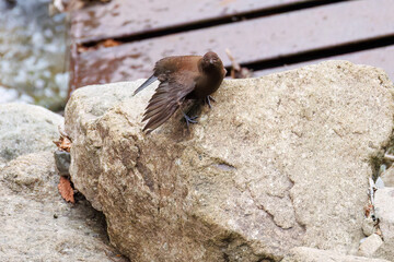 小川で餌を探す綺麗なカワガラス（カワガラス科）
水が得意なので滝の中にも飛び込む
英名学名：Brown Dipper (Cinclus pallasii)
新緑が美しい。
神奈川県清川村、早戸川林道-2025年
