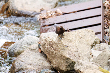 小川で餌を探す綺麗なカワガラス（カワガラス科）
水が得意なので滝の中にも飛び込む
英名学名：Brown Dipper (Cinclus pallasii)
新緑が美しい。
神奈川県清川村、早戸川林道-2025年

