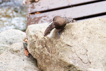 小川で餌を探す綺麗なカワガラス（カワガラス科）
水が得意なので滝の中にも飛び込む
英名学名：Brown Dipper (Cinclus pallasii)
新緑が美しい。
神奈川県清川村、早戸川林道-2025年
