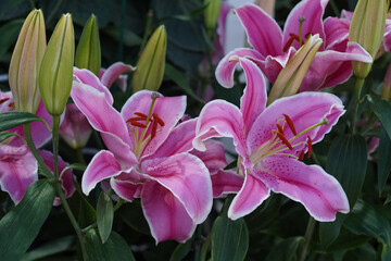 front view fresh pink and yellow lilys in the green garden background, nature, decor, fashion, copy...