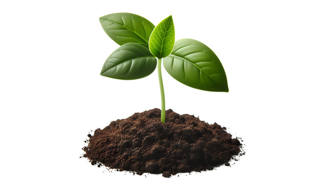 young seedling plant growing from soil isolated on white or transparent pngGreen Seedling Sprouting from Soil &ndash; Isolated PNG on White Background for Eco Design Green Seedling Sprouting from Soil 
