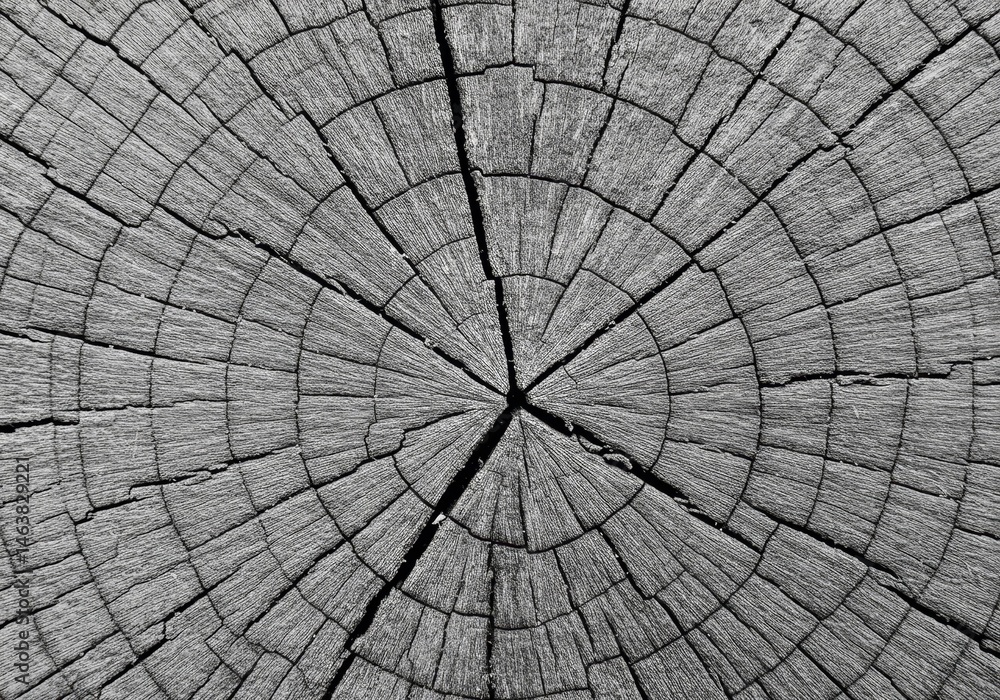 Poster close up of circular tree trunk pattern in black and white