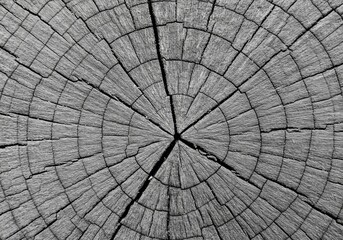 Fototapeta premium Close Up of Circular Tree Trunk Pattern in Black and White