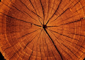 Close Up Orange Brown Tree Ring Cross Section Texture