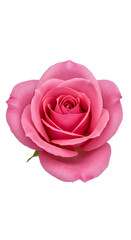 Fototapeta premium Close Up Pink Rose Image,Single Pink Rose Photo, Detailed Rose Photography
