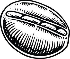 coffee beans vector hand drawn illustration