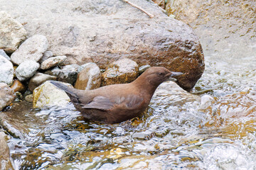 小川で餌を探す綺麗なカワガラス（カワガラス科）
水が得意なので滝の中にも飛び込む
英名学名：Brown Dipper (Cinclus pallasii)
新緑が美しい。
神奈川県清川村、早戸川林道-2025年
