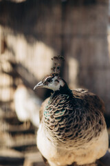 Close-Up of a Peacock with Intricate Feather Patterns in Natural Lighting