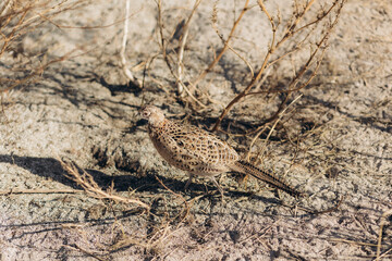 Pheasant in a Natural Dry Field Surrounded by Sparse Vegetation
