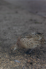 Wild Pheasant Feeding on Ground in Natural Habitat