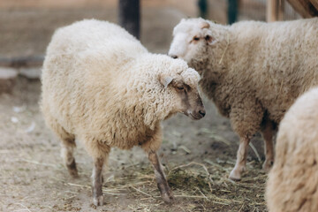 Close-Up of Domestic Sheep Grazing in a Rural Farm Setting