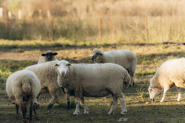 Obraz premium Flock of Sheep Grazing in a Sunny Rural Pasture