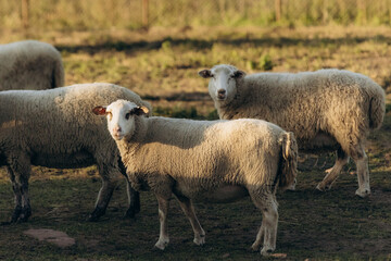Group of Sheep Grazing Outdoors in a Sunlit Pastoral Farm Setting