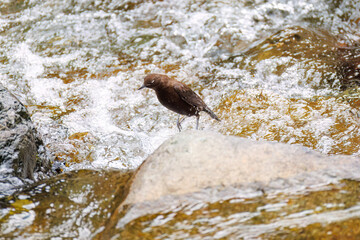 小川で餌を探す綺麗なカワガラス（カワガラス科）
水が得意なので滝の中にも飛び込む
英名学名：Brown Dipper (Cinclus pallasii)
新緑が美しい。
神奈川県清川村、早戸川林道-2025年
