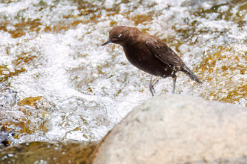 小川で餌を探す綺麗なカワガラス（カワガラス科）
水が得意なので滝の中にも飛び込む
英名学名：Brown Dipper (Cinclus pallasii)
新緑が美しい。
神奈川県清川村、早戸川林道-2025年
