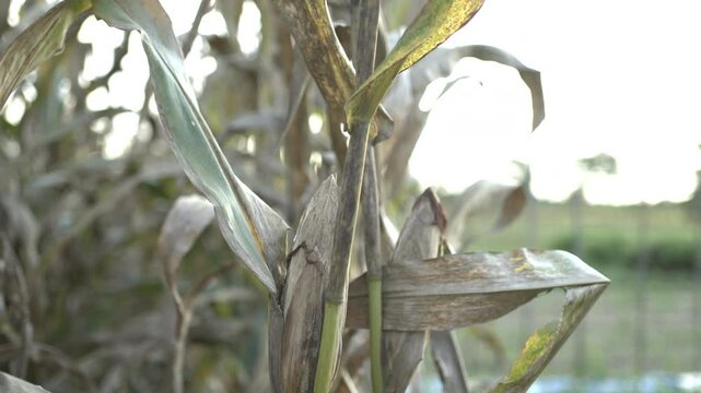 Dried Corn Stalks in Field Harvest Seasons Golden Brown Husks and Leaves, Capturing Texture and Color in Agriculture