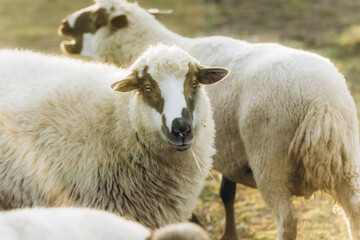 Close-Up of Grazing Sheep in a Sunlit Rural Farm Setting