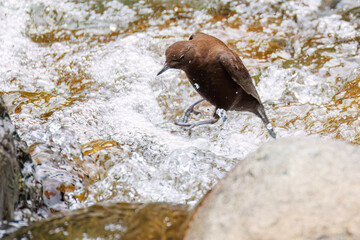 小川で餌を探す綺麗なカワガラス（カワガラス科）
水が得意なので滝の中にも飛び込む
英名学名：Brown Dipper (Cinclus pallasii)
新緑が美しい。
神奈川県清川村、早戸川林道-2025年
