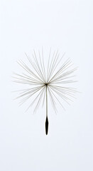 Dandelion Seed Macro with Soft White Background in Minimalist Style
