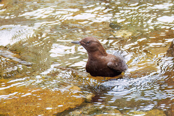 Obraz premium 小川で餌を探す綺麗なカワガラス（カワガラス科） 水が得意なので滝の中にも飛び込む 英名学名：Brown Dipper (Cinclus pallasii) 新緑が美しい。 神奈川県清川村、早戸川林道-2025年 