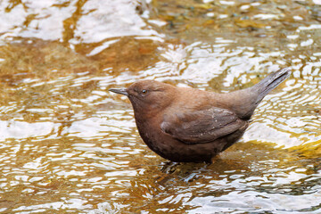 小川で餌を探す綺麗なカワガラス（カワガラス科）
水が得意なので滝の中にも飛び込む
英名学名：Brown Dipper (Cinclus pallasii)
新緑が美しい。
神奈川県清川村、早戸川林道-2025年
