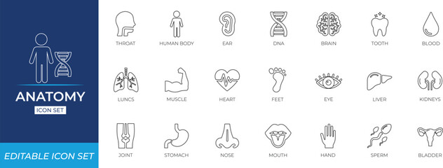 Anatomy line icon set - vector illustration.