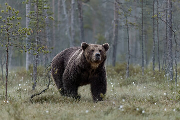 Big male brown bear in the misty taiga forest