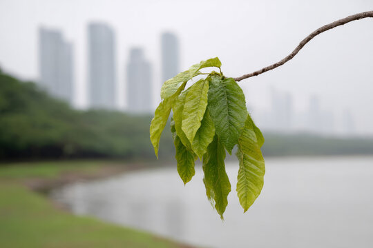 Urban tranquility as dewdrops glisten on emerald leaves against skyscrapers, celebrating Arbor Day and World Environment Day