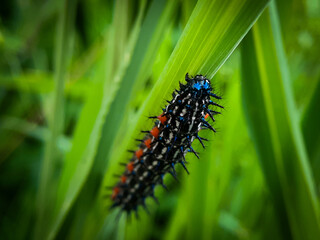 a caterpillar is walking on a leaf 