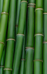 Fototapeta premium bamboo forest background