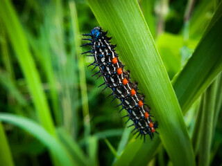 a caterpillar is walking on a leaf 