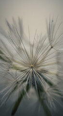 Delicate Dandelion Seed Abstract Macro Illustration Background White Color