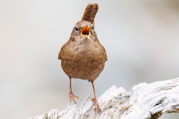 小さい体で大きな声で必死にさえずる可愛いミソサザイ（ミソサザイ科）
英名学名：Eurasian Wren (Troglodytes troglodytes)
新緑が美しい。
神奈川県清川村、早戸川林道-2025年
