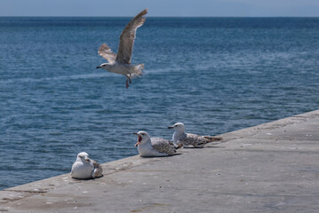 seagulls resting on the pier by the sea.