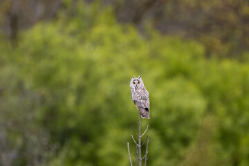 Long-eared owl