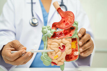 Digestive system with stomach and intestine, Asian doctor holding human anatomy model for study diagnosis and treatment in hospital.