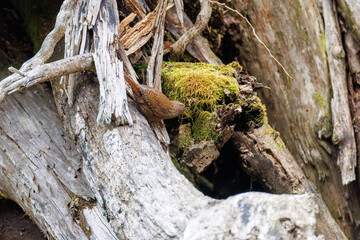 小さい体で大きな声で必死にさえずる可愛いミソサザイ（ミソサザイ科）
コケなどの巣材を集めている。

英名学名：Eurasian Wren (Troglodytes troglodytes)
新緑が美しい。
神奈川県清川村、早戸川林道-2025年
