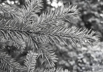 Detailed Black and White Photo of a Spruce Branch with Needles